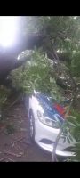 Pohon Tumbang Menimpa Mobil Patwal Di Depan Rumah Pejabat