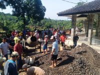 Warga Desa Tambaksari Wanareja Kabupaten Cilacap, Berswadaya Pengecoran Jalan Lingkungan Kantor Desa