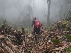 Pengrusakan Hutan Di Kaki Gunung Cakrabuana, Dialih Fungsikan Jadi Perkebunan Kopi