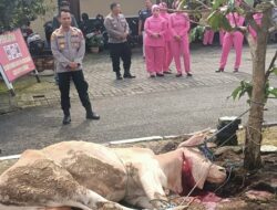 Rasa Syukur, Polres Sumedang Laksanakan Pemotongan Sapi Bagikan Daging Ke Kaum Duafa
