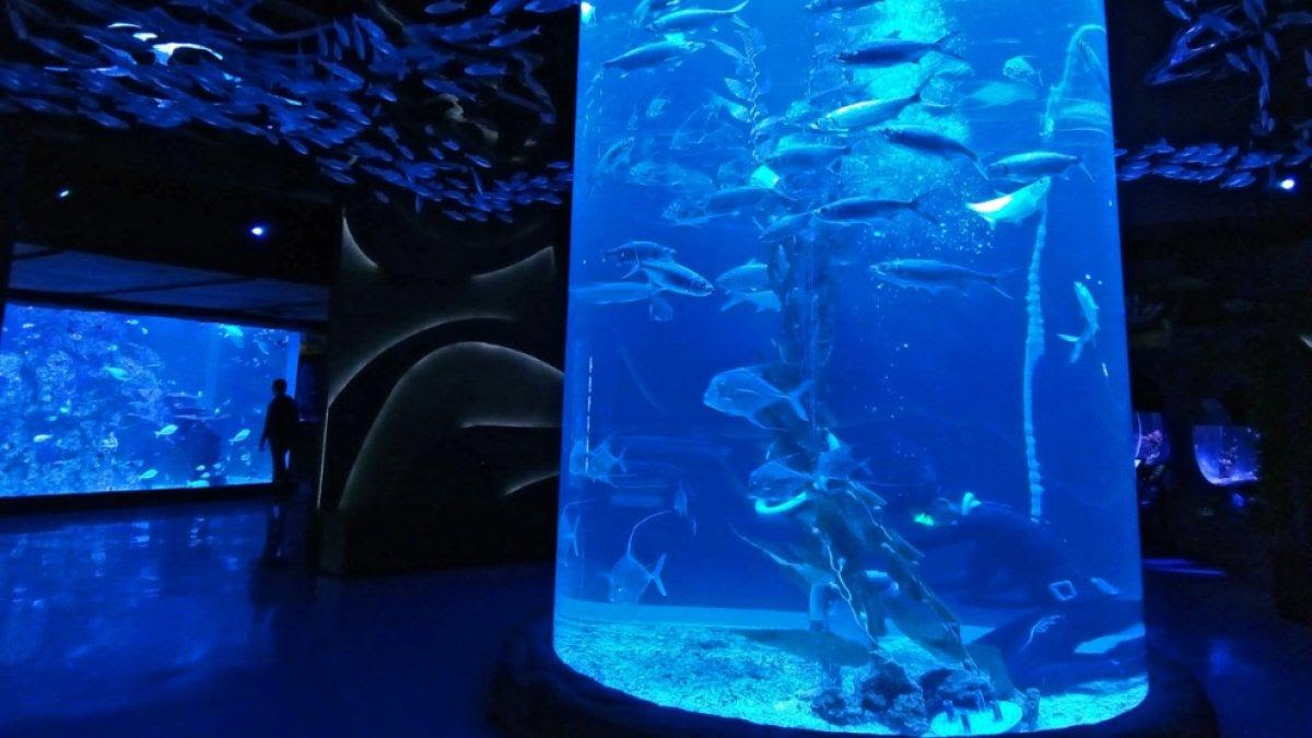 Jakarta Aquarium Safari, Destinasi Wisata Dunia Bawah Laut Pertama Di Indonesia