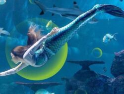 Jakarta Aquarium Safari, Destinasi Wisata Dunia Bawah Laut Pertama Di Indonesia