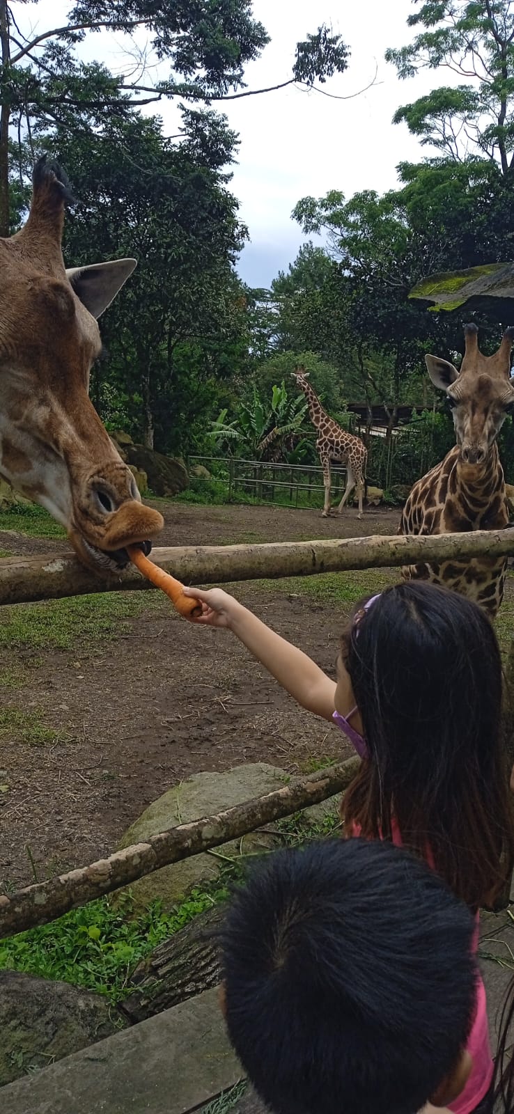 Taman Safari Indonesia berikan pengalaman edukatif bagi wisatawan Mancanegara maupun Domestik.