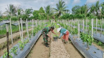 Babinsa Koramil 1710-02/Timika Jalin Kebersamaan dengan Petani Cabai Lewat Komsos