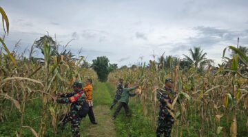 Dukung Ketahanan Pangan, Babinsa Koramil 1710-02/Timika Bantu Petani Panen Jagung di Distrik Wania