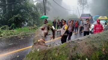 Akses Jalan Medan-Brastagi Terputus Akibat Pohon Tumbang, TNI-Polri Bergerak Cepat Evakuasi