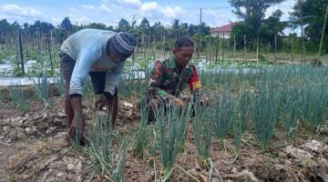 Babinsa Kampung Kaugapu Bantu Petani Tingkatkan Hasil Panen Daun Bawang