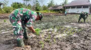 Babinsa Koramil 03/Kuala Kencana Turun ke Sawah, Petani Merasa Terbantu