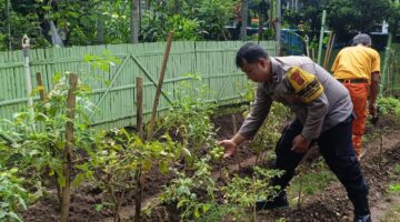 Bhabinkamtibmas Pademangan Timur Dukung Ketahanan Pangan, Pantau Tanaman Tomat dan Cabai