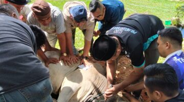 Sambut Hari Raya Idul Adha 1447 H, SPBT Denbekang 1/2A Sibolga, Sembelih Hewan Qurban.